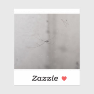 Pegatina araña de cava cosmopolita