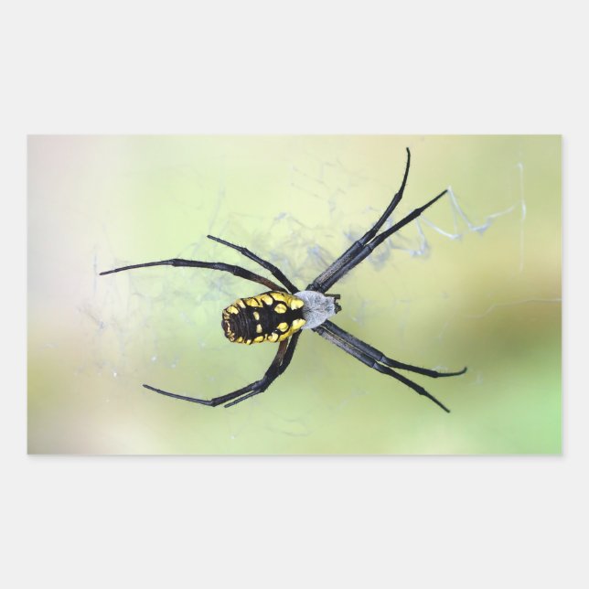 Pegatina Araña del Jardín Argiope Negro y Amarillo (Anverso)