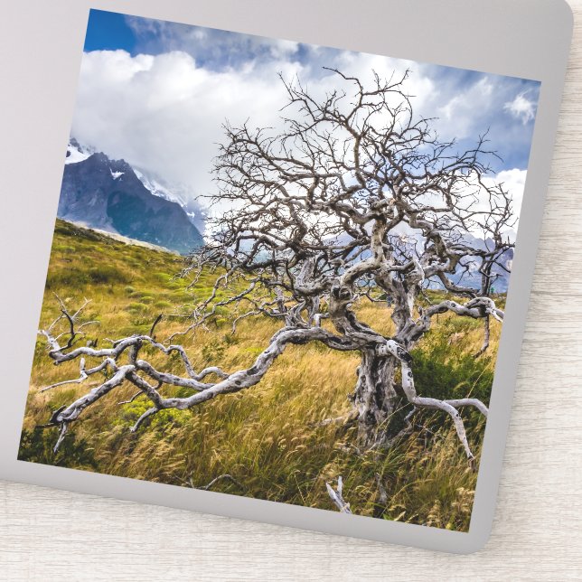 Pegatina Árbol quemado, Torres del Paine, Chile (Detalle)