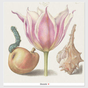 Pegatina Arte de Caligrafía del Renacimiento Tulipán Rosa y