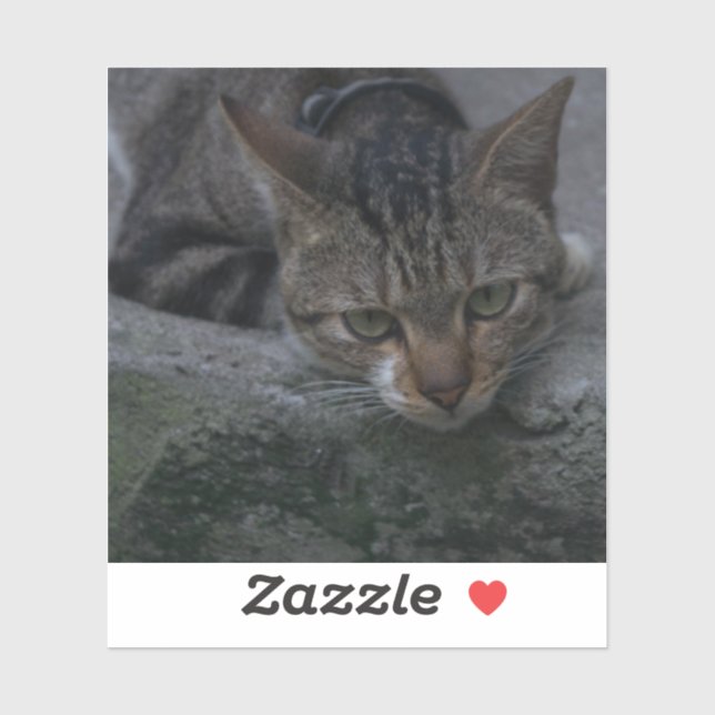 Pegatina Aspecto de gato gris (Hoja)