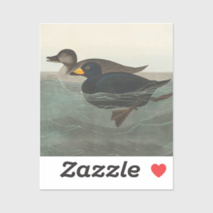 Pegatina Audubon American Scoter Duck Classic