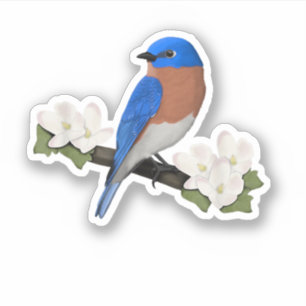 Pegatina Azulito Oriental Pájaro Amante de las Aves Observa