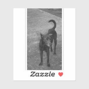 Pegatina B&W - Aspin