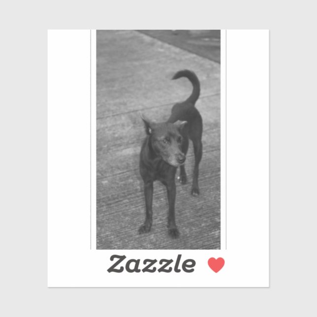 Pegatina B&W - Aspin (Hoja)