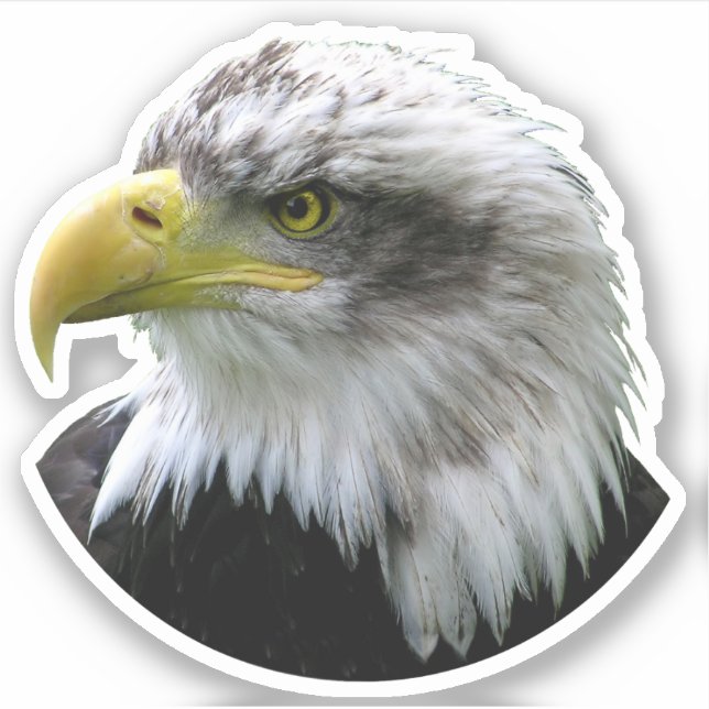 Pegatina Bald Eagle (Anverso)