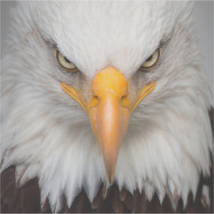 Pegatina Bald Eagle