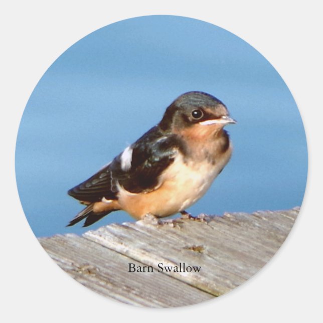 Pegatina Barn Swallow (Anverso)