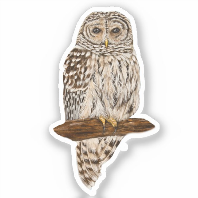 Pegatina Barred Owl (Anverso)