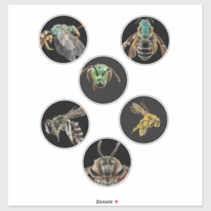Pegatina Bee Magnified fotos bichos insectos abejas