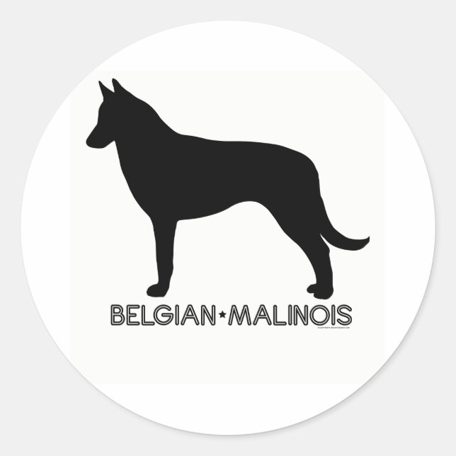 Pegatina belga de Malinois (Anverso)