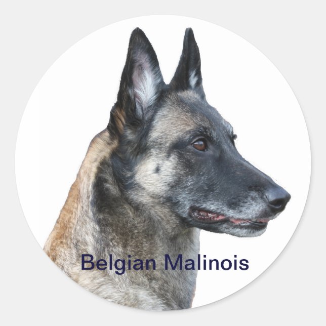 Pegatina belga de Malinois (Anverso)