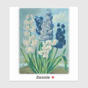 Pegatina Blue Hyacinths Arte Botánico Vintage