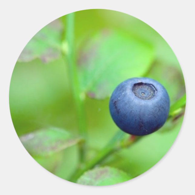 Pegatina Blueberry (Anverso)