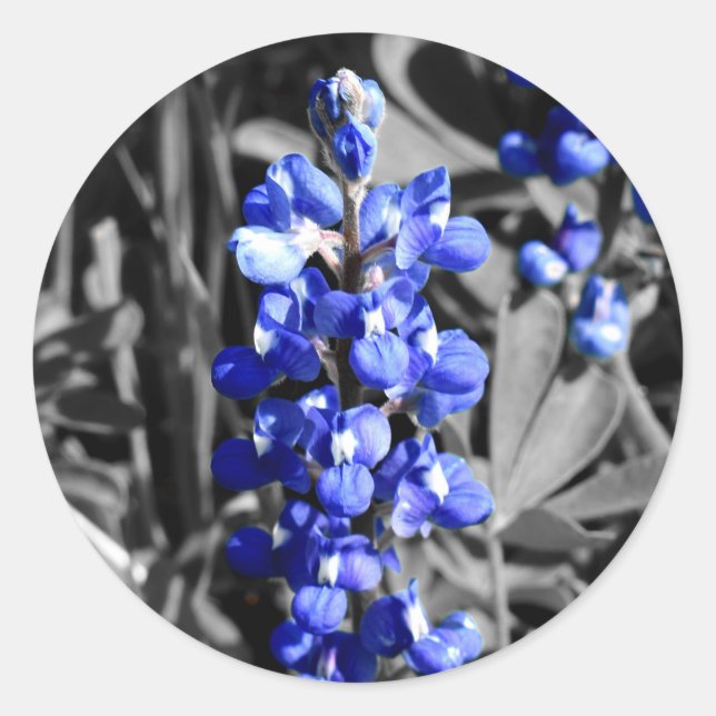 Pegatina Bluebonnet (Anverso)
