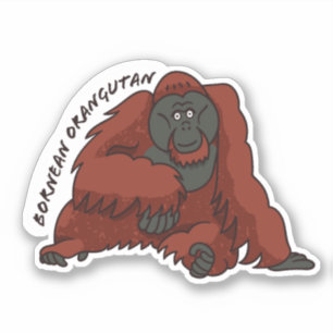 pegatina "Bornean Orangutan"