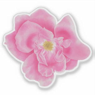 Pegatina botánico acuarela rosa rosa rosa floral
