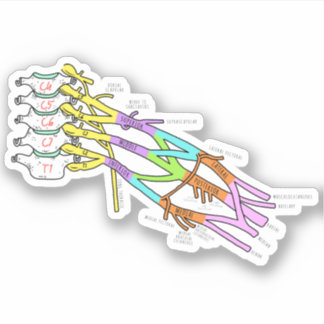Pegatina Brachial Plexus