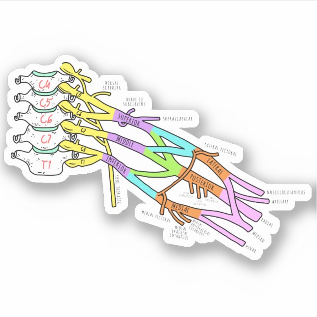 Pegatina Brachial Plexus (Anverso)