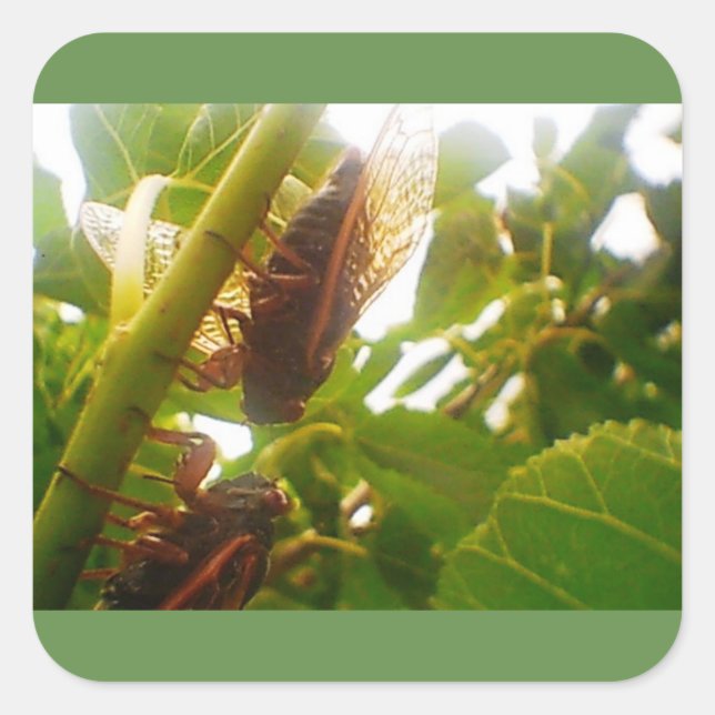 Pegatina brillante de la plaza del campo langosta (Anverso)