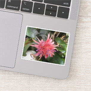 Pegatina Bromeliad Flower