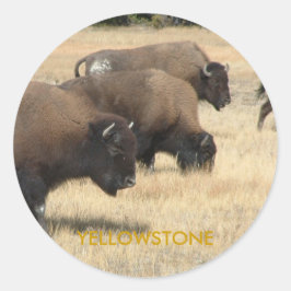 Pegatina Buffalo Yellowstone