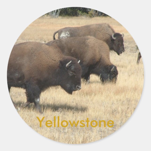 Pegatina Buffalo Yellowstone (Anverso)