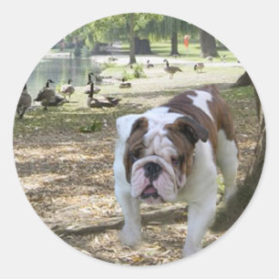 Pegatina bulldog