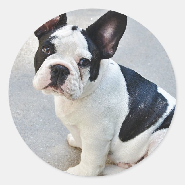 Pegatina bulldog francés sentado (Anverso)