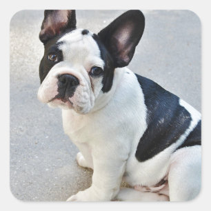 Pegatina bulldog francés sentado