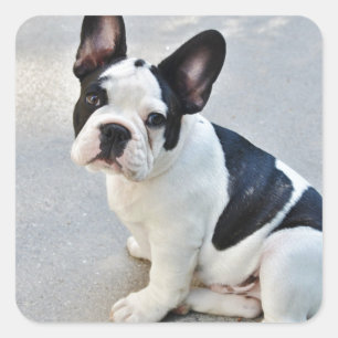 Pegatina bulldog francés sentado