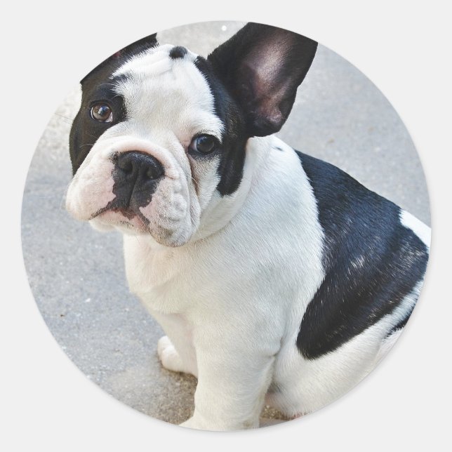 Pegatina bulldog francés sentado (Anverso)