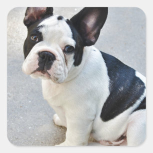 Pegatina bulldog francés sentado