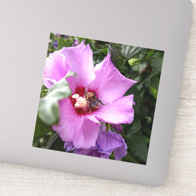 Pegatina Bumblebee en la flor de Hibiscus (Detalle)