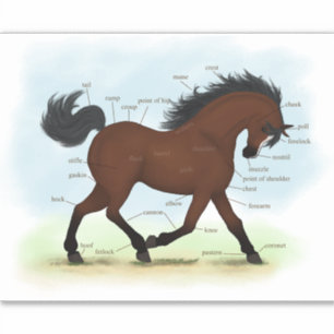 Pegatina Caballo de Bahía con gráfico de anatomía ecuestre 