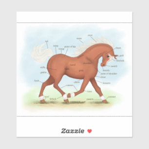 Pegatina Caballo de Sorrel con gráfico de anatomía equina d
