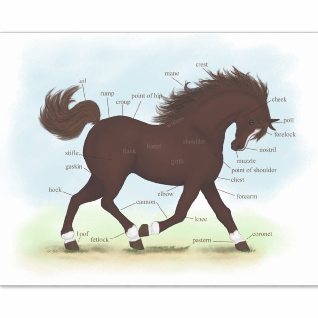 Pegatina Caballo marrón con Socks y anatomía de llamas (Anverso)