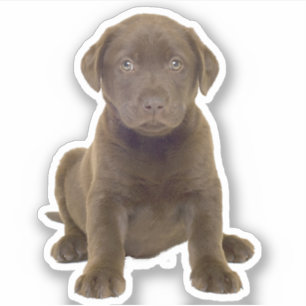Pegatina Cachorro de Chocolate Lab