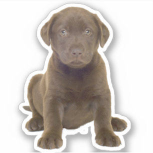 Pegatina Cachorro de Labrador Chocolate
