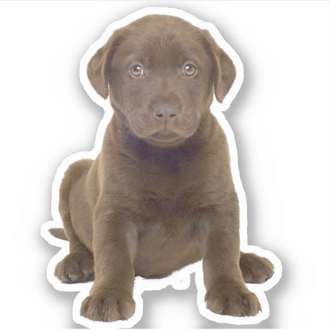 Pegatina Cachorro de Labrador Chocolate (Anverso)