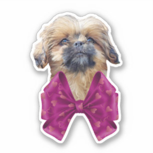 Pegatina Cachorro Nala Shih Tzu Adorable
