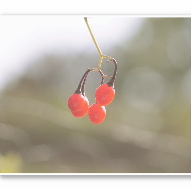 Pegatina Cae Berries. (Anverso)