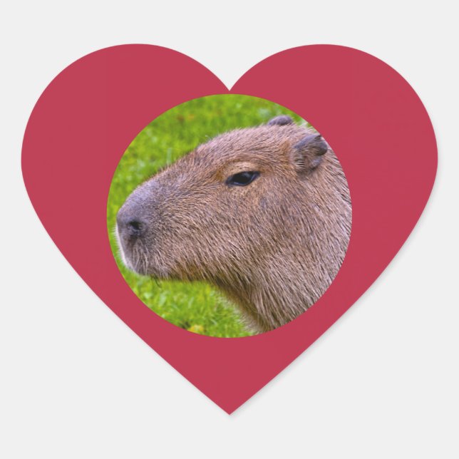 Pegatina Capybara (Anverso)
