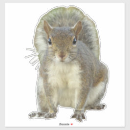 Pegatina Cara a cara de ardilla