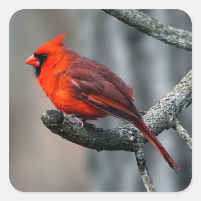 Pegatina cardinal (Anverso)