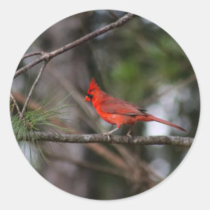 Pegatina cardinal del norte