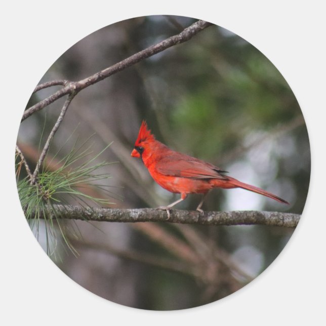 Pegatina cardinal del norte (Anverso)