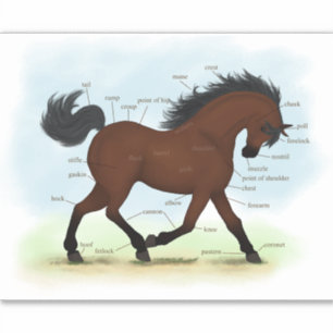 Pegatina Carta de Anatomía Ecuestre Bay Horse o Pony