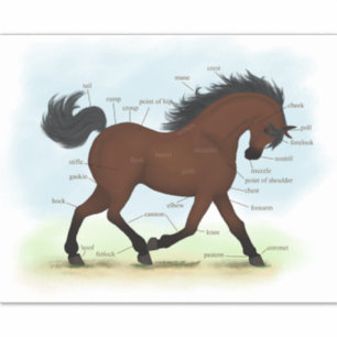 Pegatina Carta de Anatomía Ecuestre Bay Horse o Pony