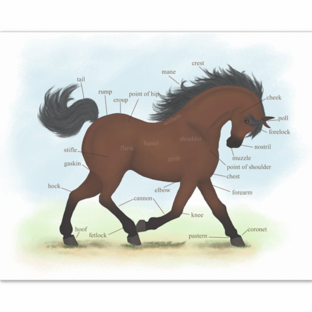 Pegatina Carta de Anatomía Ecuestre Bay Horse o Pony (Anverso)